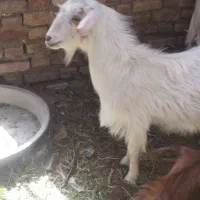 مزرعه وحیوانات