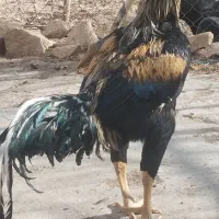 یک عدد خروس لاری