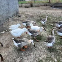 باسلام فروش قاز اصیل تبیعی|حیوانات مزرعه|پارسآباد, |دیوار