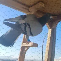 کفتر المانی، پلاکی، مسافتی