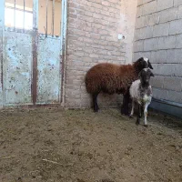 بره قوچ9ماهه همو|حیوانات مزرعه|دره شهر, |دیوار