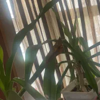 گل اشک ملکه قیمت مناسب|گل و گیاه طبیعی|اصفهان, کارلادان|دیوار