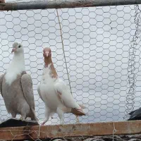 سفید سیستان نر و سر سفید|پرنده|کرمان, |دیوار