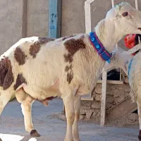 بره قوچی نر پلنگی خال سیاه ،  میش  ،بز ، بزغاله|حیوانات مزرعه|مشهد, ده دی|دیوار