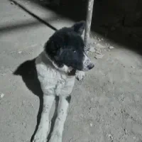 سگ نگهبان زرنگ|سگ|مشهد, آبادگران|دیوار