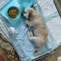 سگ شیتزو تریر|سگ|محمدیه-قزوین, |دیوار