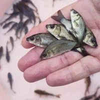 کپور ریز مو جود شد|ماهی|گرگان, |دیوار