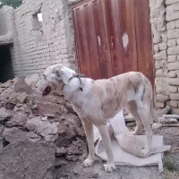 توله سگ ماده