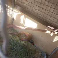 مرغ و خروس زیبا