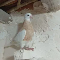 کبوتر|پرنده|اسفراین, |دیوار