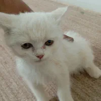 بچه گربه سفید کوچولو