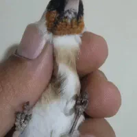 سره نشون دار