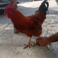 فروش خروس محلی
