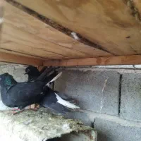 کفتر سیاه دم سفید