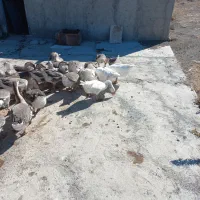 فروش قوغاز نر و ماده