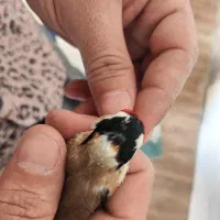 سهره چهار گل نما|پرنده|مهران (ایلام), |دیوار