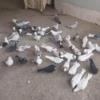 کبوتر فروشی