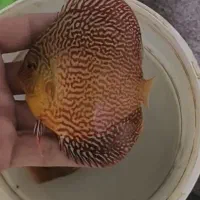 دیسکس نژاد لئوپارد