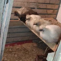 سه جفت مرغ و خروس ابریشمی