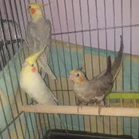 عروس  هلندی|پرنده|کرج, دولت‌آباد|دیوار
