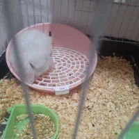 خرگوش|موش و خرگوش|اهواز, کیانشهر|دیوار