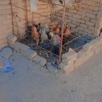یازده عدد مرغ
