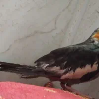 عروس هلندی سخنگو