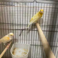 سه جفت قناری|پرنده|آران و بیدگل, |دیوار