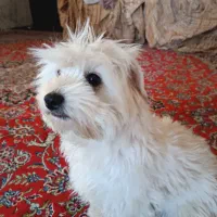 این سگ گم شده در محدوده الله آباد معراج