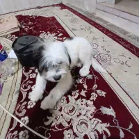 سگ پشمالو