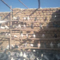 ۱۰۰عدد کبوتر جوان|پرنده|اردستان, |دیوار