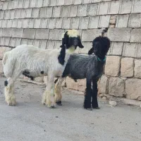 بره تخمی روزگاری|حیوانات مزرعه|کوهرنگ, |دیوار