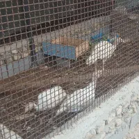 بوقلمون.مرغ