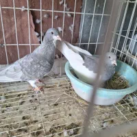 فروش چند جفت کبوتر|پرنده|جره و بالاده, |دیوار