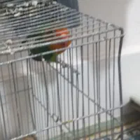 کاشمر عارف اباد