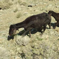 میش و بره قره قزل بره نر