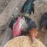 مرغ و خروس|حیوانات مزرعه|اردبیل, |دیوار