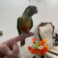 گرینچیک رام و دستی