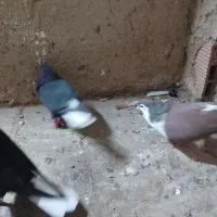 کبوترپرشی|پرنده|شیروان (خراسان), |دیوار