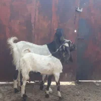 بز پاکستانی اصل شکم اول با نرش وتازه برخورده