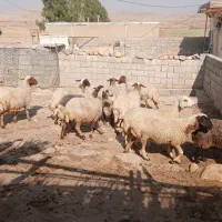 فروش ۱۰ راس میش یا گوسفند داشتی