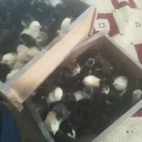 دستگاه جوجه کشی
