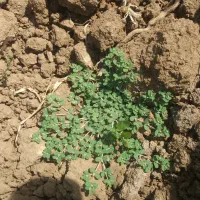 فروش باغ /  دریله دشت لنج آباد