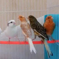 قناری نروماده پارسالی صاف در چند نژاد ورنگ مختلف|پرنده|مشهد, ابوذر|دیوار