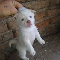 توله های بوبی پامر سرابی|سگ|سراب, |دیوار