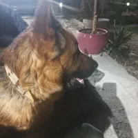 واگذاری سگ ژرمن|سگ|شاهینشهر, برخوار غرب|دیوار