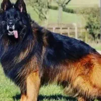 سگ دو رگه ژرمن و تازی شکاری|سگ|جیرفت, |دیوار