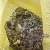 فروش کود کبوتر