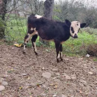 چند راس مال فروشی