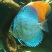 فروش یا تعویض تعدادی دیکس|ماهی|زنجان, |دیوار